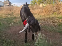 Ziegenbock, Nubian Goat — Foto 5