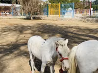 Otlar (partiya, jinsi ko‘rsatilmagan), Australian Pony — 5-rasm