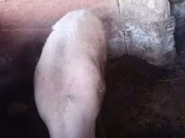 Porci (lot, sex nespecificat), 