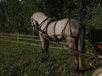 حصان, Lipizzaner — الصورة 5