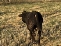 Bulle, Swiss cattle — Foto 4