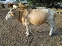 Sigir, Simmental cattle — 5-rasm