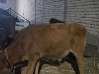 Vaca, Bovinos — foto 5