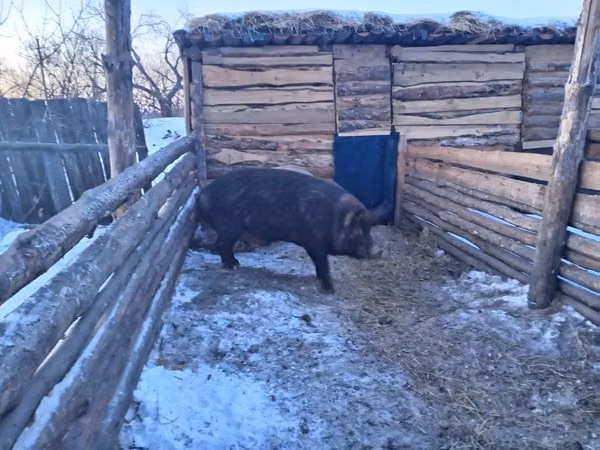 Vier, Porci
