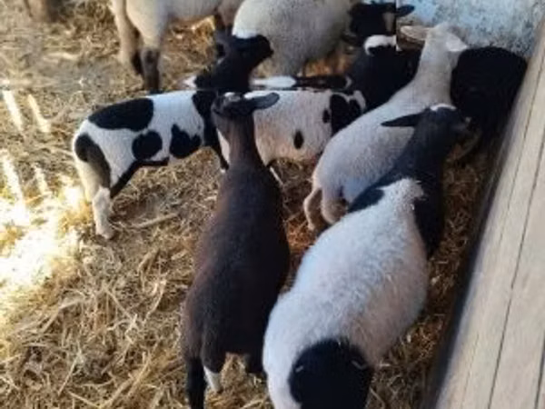 نعجة, Dorper sheep