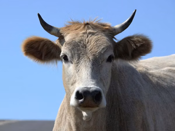 Bou, Bovine