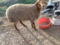 كبش, الأغنام — الصورة 2