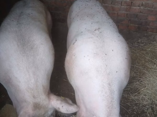 Säue, Schweine — Republik Moldau