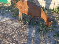 Chèvre, Alpine goat — photo 2