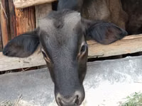 Buğa, Swiss cattle — foto 1