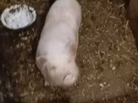 Scroafă — foto 4