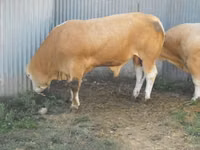 Buqa, Blonde d’Aquitane cattle — 6-rasm