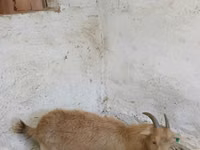 عنزة, Saanen goat — الصورة 4