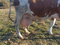 İnək, Simmental cattle — foto 2
