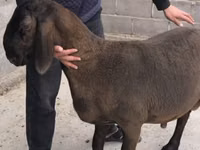 Carnero, Arashan sheep — foto 5