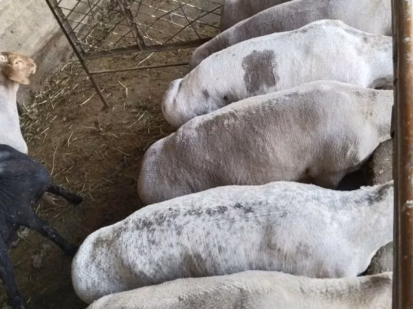 Bélier, Moutons