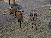 كبش, Cameroon sheep — الصورة 3
