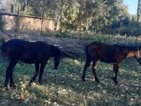 Toychoq, Otlar — 2-rasm
