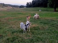 Cabra, Cabras — foto 3