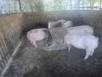 母猪, Pigs — 照片 2