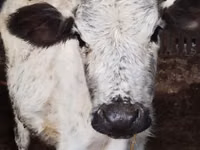 母牛, Cattle — 照片 3