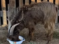 Billy Goat, Goats — photo 2