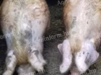 Pigs (batch, sex not specified), Pigs — photo 1