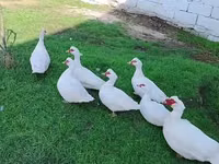 Ducks — 照片 1
