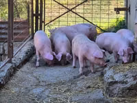 Eber, Schweine — Foto 7