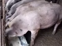 Porci (lot, sex nespecificat) — foto 3