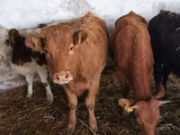 Cow, Cattle — photo 3