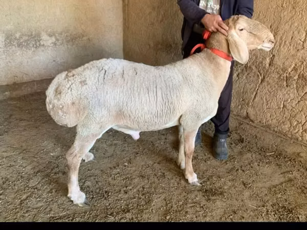 Widder, Arashan sheep
