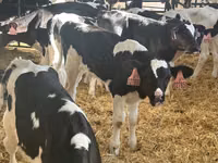 Touro, Raça Holstein — foto 2