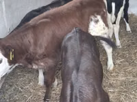 Kuh, Simmental cattle — Foto 1