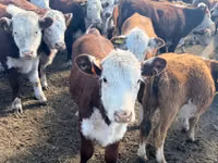 Bovine (lot, sex nespecificat), Aberdeen-Angus — foto 8