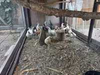 Dutch Bantam — photo 5