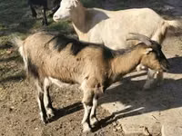 公山羊, Goats — 照片 4
