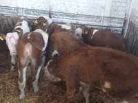 Bovine (lot, sex nespecificat), Simmental cattle — foto 1