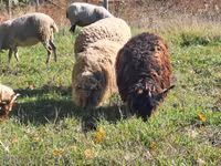 Berbec, Racka sheep — foto 4