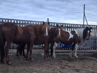Jument, Chevaux — photo 4
