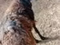 كبش, الأغنام — الصورة 7