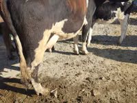 Vacă, Russian Black pied cattle — foto 5