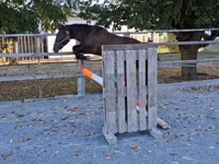 Horse (M), Horses — photo 1