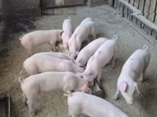 Porci (lot, sex nespecificat), 