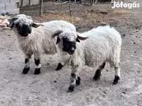 Qoyun, Valais Blacknose sheep — foto 2