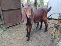 Cabro, Nubian Goat — foto 3