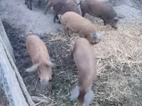 Scroafă — foto 4