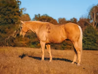 公马, Quarter Horse — 照片 5