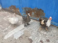 Ducks — 照片 8
