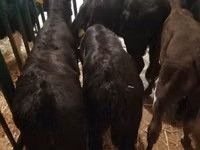 Bovinos (lote, sexo no especificado), Ganado vacuno — foto 5